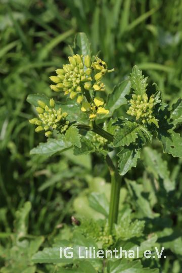 Weißer Senf Weißer Senf