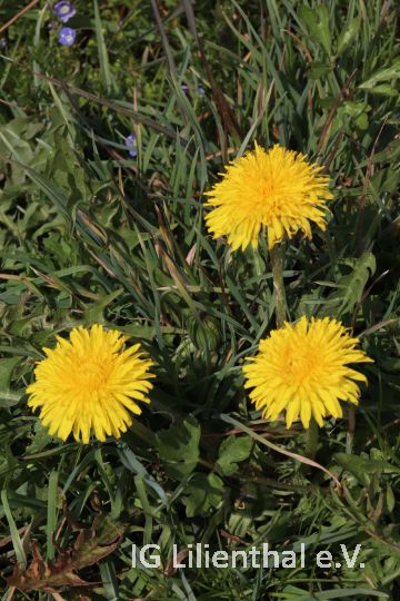 Wiesen-Löwenzahn Wiesen-Löwenzahn