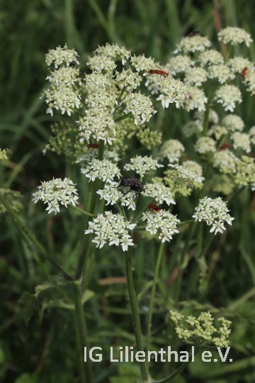 Wiesenbärenklau Wiesenbärenklau