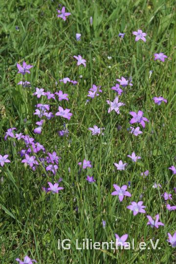Wiesen-Glockenblume Wiesen-Glockenblume