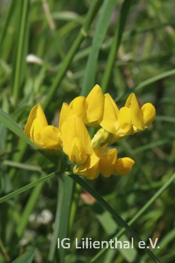 Wiesenplatterbse Wiesenplatterbse