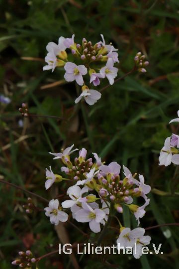 Wiesen-Schaumkraut Wiesen-Schaumkraut