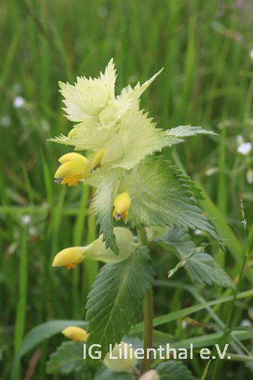 Zottiger Klappertopf Zottiger Klappertopf
