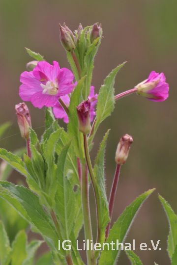 Zottiges Weidenröschen Zottiges Weidenröschen