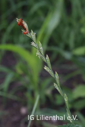 Ausdauerndes Weidelgras Ausdauerndes Weidelgras