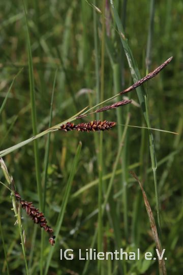 Blaugrüne Segge Blaugrüne Segge