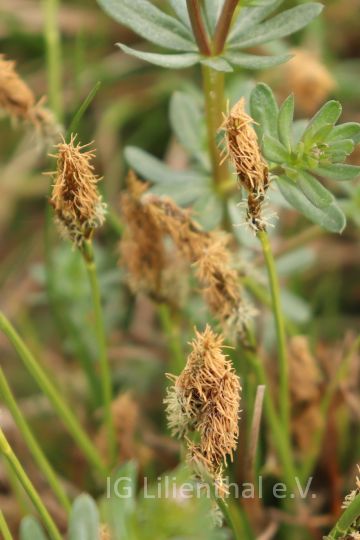 Frühlings-Segge Frühlings-Segge