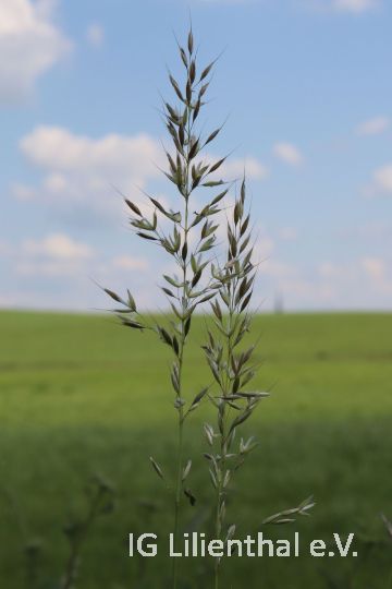 Glatthafer Glatthafer