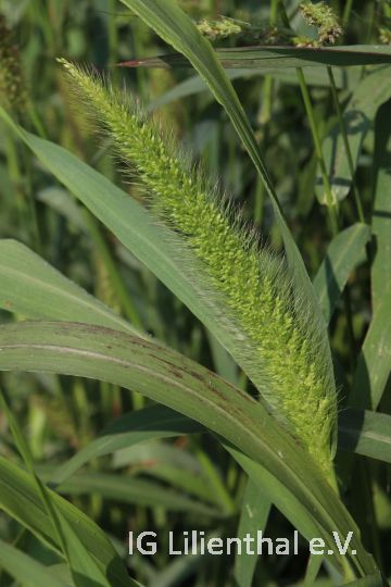 Grüne Borstenhirse Grüne Borstenhirse