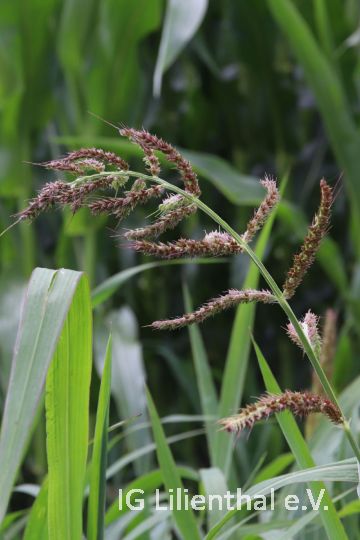 Hühnerhirse Hühnerhirse