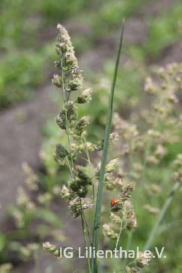 Knäuelgras  Knäuelgras