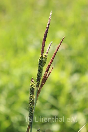 Steife Segge (neu) Steife Segge (neu)