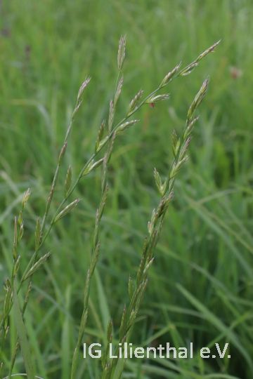 Vielblütiges Weidelgras Vielblütiges Weidelgras