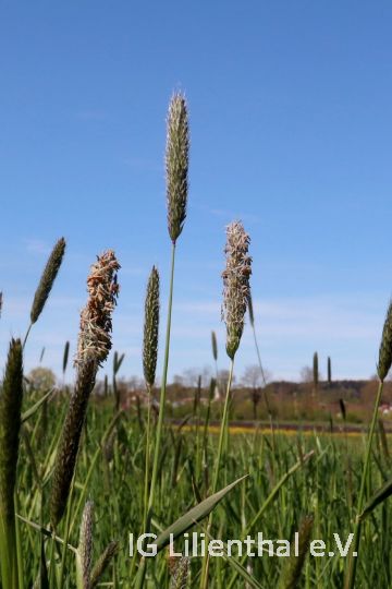 Wiesen-Fuchsschwanz Wiesen-Fuchsschwanz