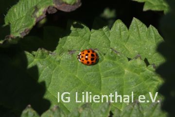 Asiatischer Marienkäfer Asiatischer Marienkäfer