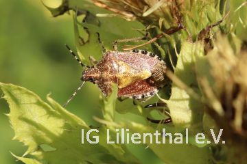 Beerenwanze Beerenwanze