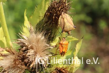 Beerenwanze Beerenwanze