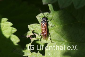 Blattwespe Blattwespe