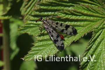 Deutsche Skorpionsfliege Deutsche Skorpionsfliege