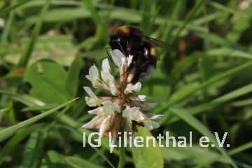 Dunkle Erdhummel Dunkle Erdhummel