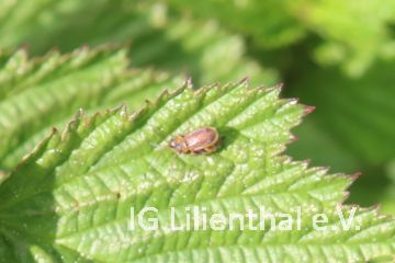 Erdbeerblattkäfer Erdbeerblattkäfer
