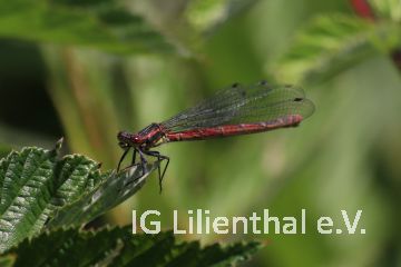 Frühe Adonislibelle Frühe Adonislibelle