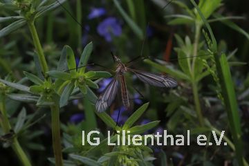 Frühlingsschnake Frühlingsschnake