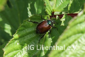 Gartenlaubkäfer Gartenlaubkäfer
