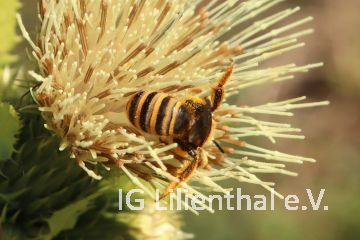 Gelbbindige Furchenbiene Gelbbindige Furchenbiene