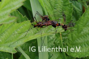 Gelbbindige Schnake Gelbbindige Schnake