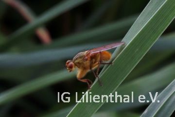 Gelbe Dungfliege Gelbe Dungfliege