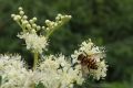 Gemeine Dolden-Schwebfliege 