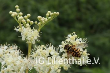 Gemeine Dolden-Schwebfliege  Gemeine Dolden-Schwebfliege