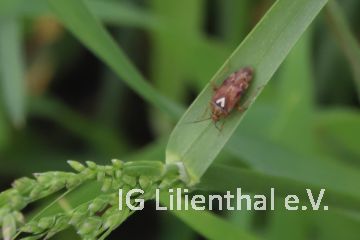 Gemeine Doldenwanze Gemeine Doldenwanze