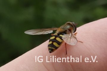 Gemeine Feldschwebfliege Gemeine Feldschwebfliege