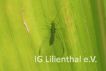 Gemeine Florfliege Gemeine Florfliege