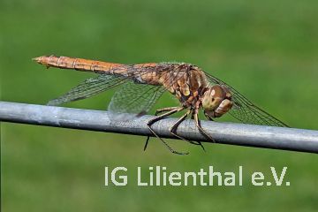 Gemeine Heidelibelle Gemeine Heidelibelle