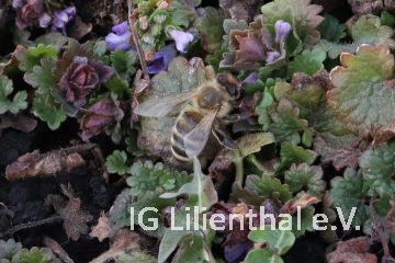 Gemeine Seidenbiene Gemeine Seidenbiene