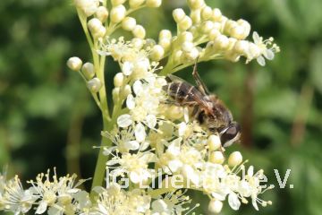 Gemeine Sandbiene Gemeine Sandbiene