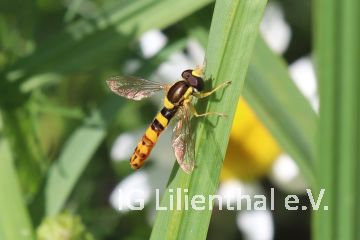 Gemeine Stiftschwebfliege Gemeine Stiftschwebfliege