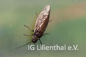 Schlammfliege / Wasserflorfliege Schlammfliege / Wasserflorfliege