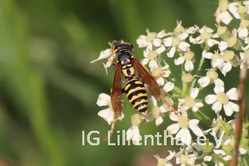 Gemeine Wespe Gemeine Wespe