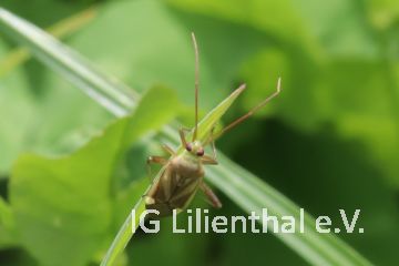 Gemeine Zierwanze Gemeine Zierwanze