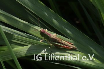 Gemeiner Grashüpfer Gemeiner Grashüpfer