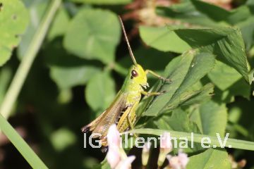 Gemeiner Grashüpfer Gemeiner Grashüpfer