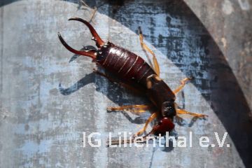 Gemeiner Ohrwurm Gemeiner Ohrwurm