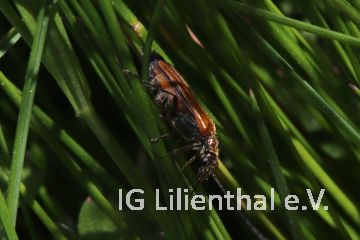 Gemeiner Scheinbockkäfer Gemeiner Scheinbockkäfer