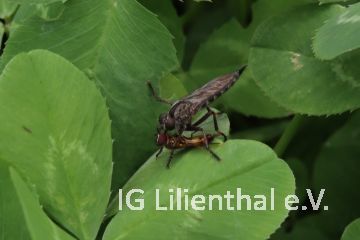 Gemeiner Strauchdieb Gemeiner Strauchdieb