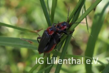 Gemeiner Weichkäfer Gemeiner Weichkäfer