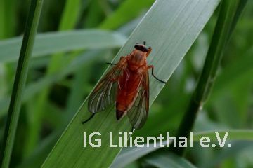 Goldgelbe Schnepfenfliege Goldgelbe Schnepfenfliege